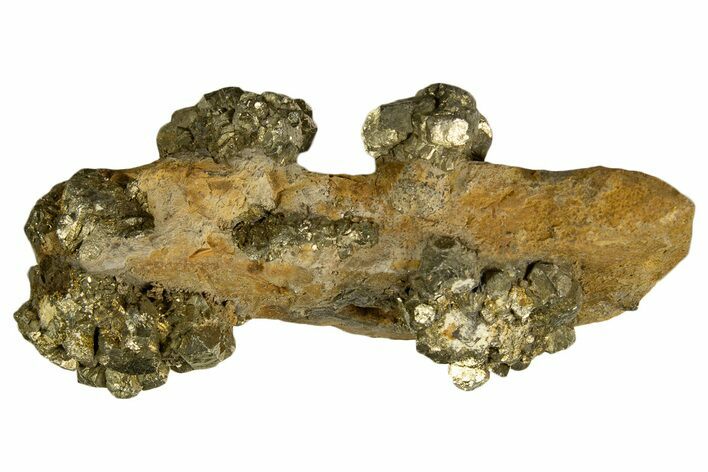 Golden Pyrite on Limonite Clay - Pakistan #337949